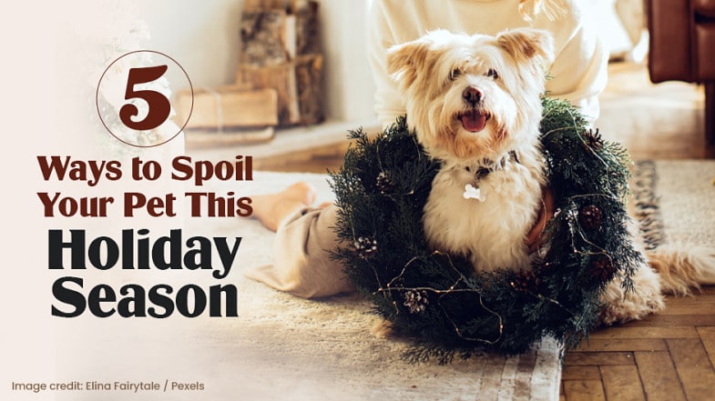 A dog sits on the floor inside a large holiday wreath beside a person, with text reading "5 Ways to Spoil Your Pet This Holiday Season.