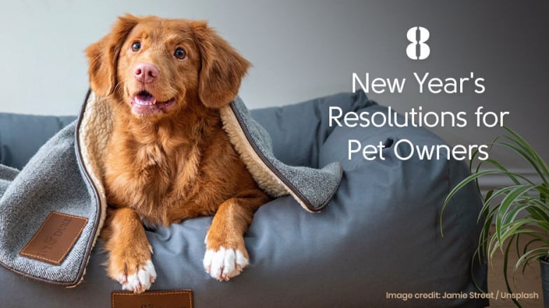 A brown dog sits in a gray pet bed, partially covered with a blanket. Text reads: "8 New Year's Resolutions for Pet Owners.