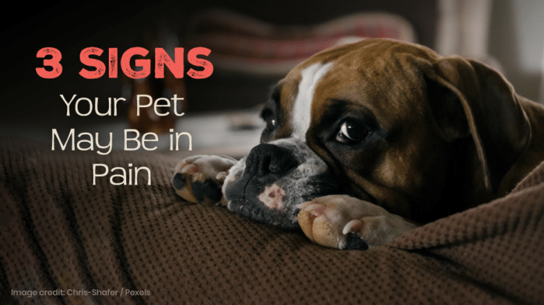 A sad-looking dog rests its head on a brown couch next to text that reads, "3 Signs Your Pet May Be in Pain.