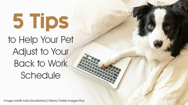 A black and white dog lies on a bed with its paw on a laptop next to the text "5 Tips to Help Your Pet Adjust to Your Back to Work Schedule.