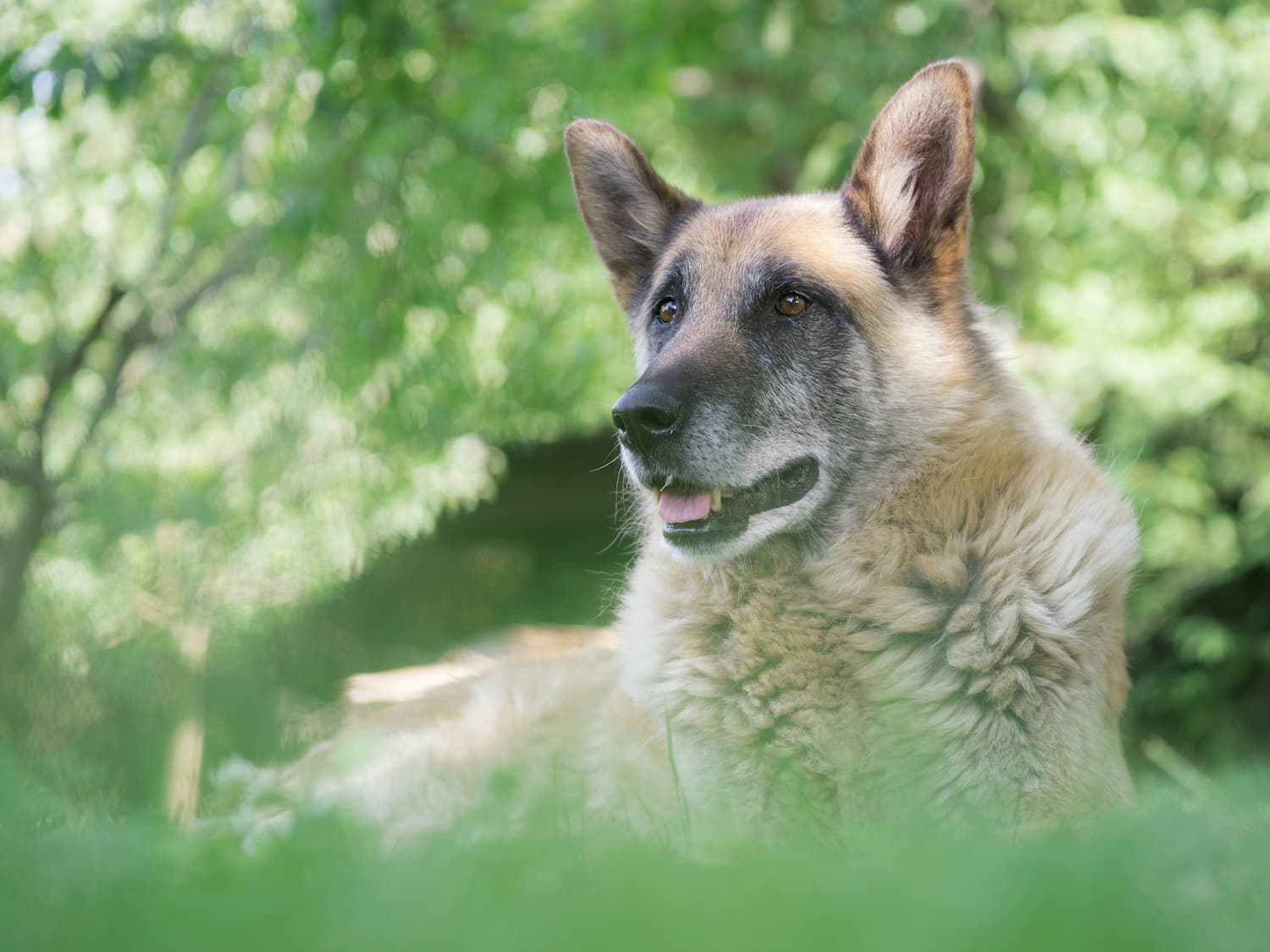 A German Shepherd dog lying on grass outdoors, with greenery and trees in the blurred background.