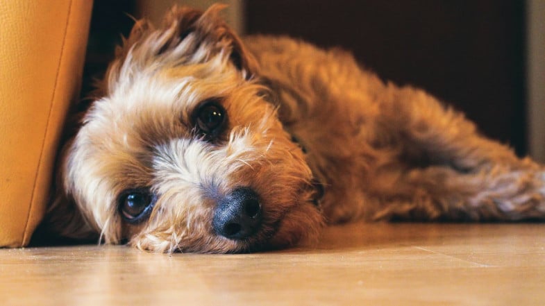 A small, tan, shaggy dog lies on a wooden floor with its head resting sideways, looking toward the camera.