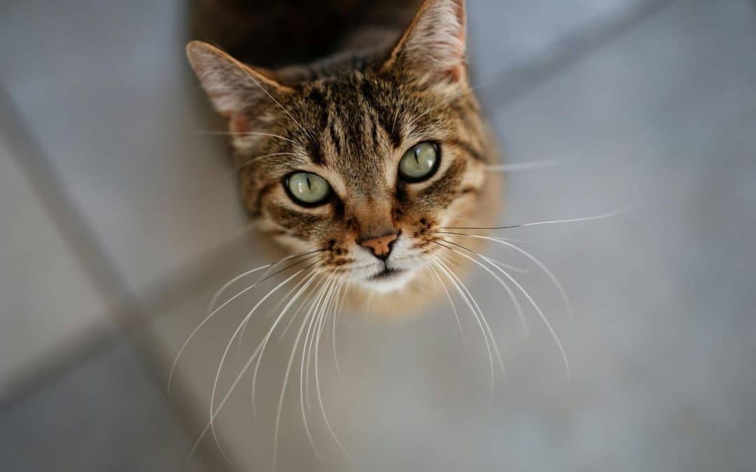 A tabby cat with green eyes and long white whiskers looks up at the camera while sitting on a tiled floor.