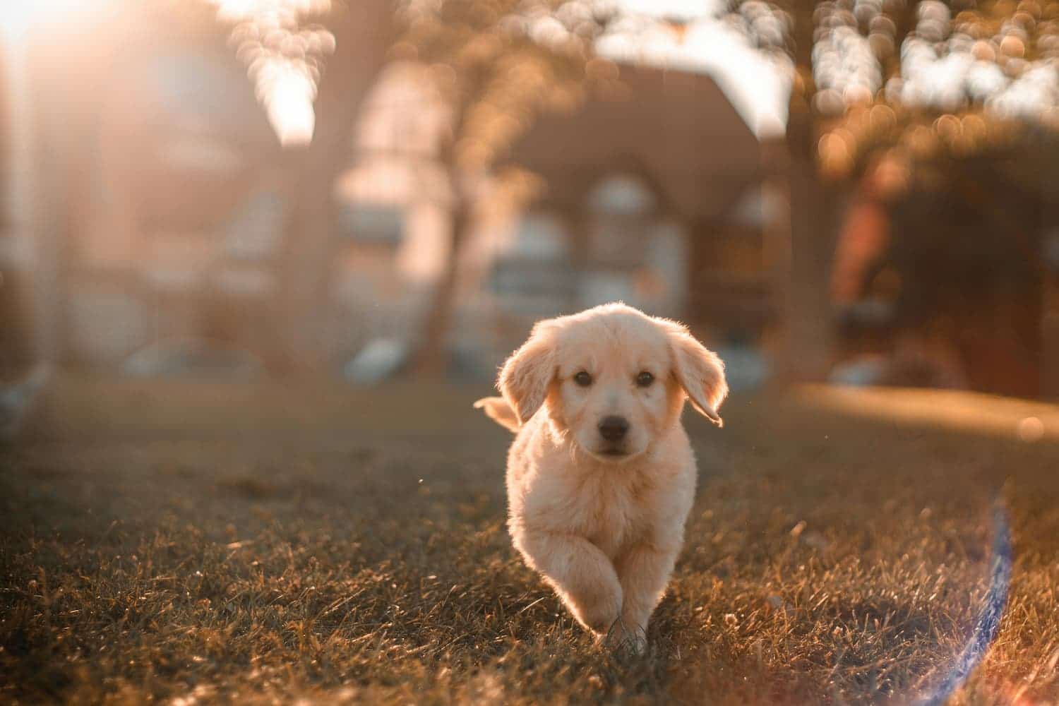 Golden retriever puppy running on grass in a sunlit yard with trees and a house in the blurred background.