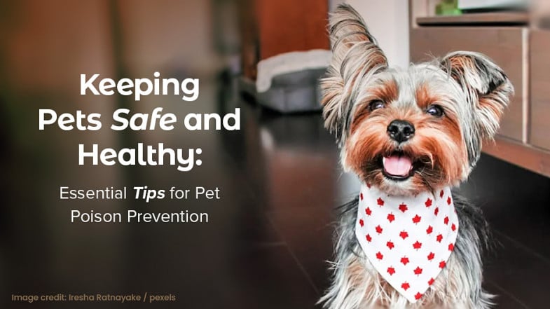 A small dog wearing a white bandana with red patterns sits indoors next to text about keeping pets safe and healthy with poison prevention tips.