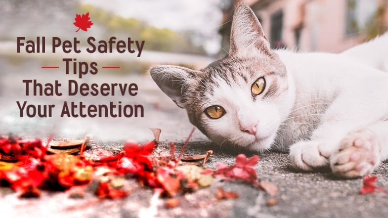 A cat lies on the ground next to red autumn leaves, with text: "Fall Pet Safety Tips That Deserve Your Attention.