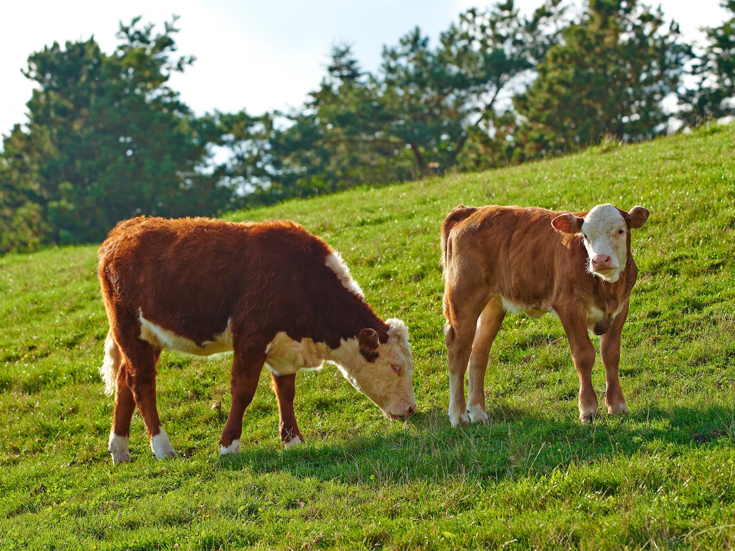 Two brown and white cows stand on a grassy hillside; one is grazing while the other looks toward the camera. Trees are visible in the background.