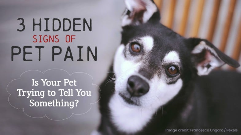 A black and white dog looks at the camera next to text reading "3 hidden signs of pet pain" and "Is your pet trying to tell you something?" on a blurred indoor background.