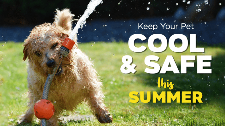 A wet dog plays with a garden hose spraying water outdoors. Text reads: "Keep your pet cool & safe this summer.