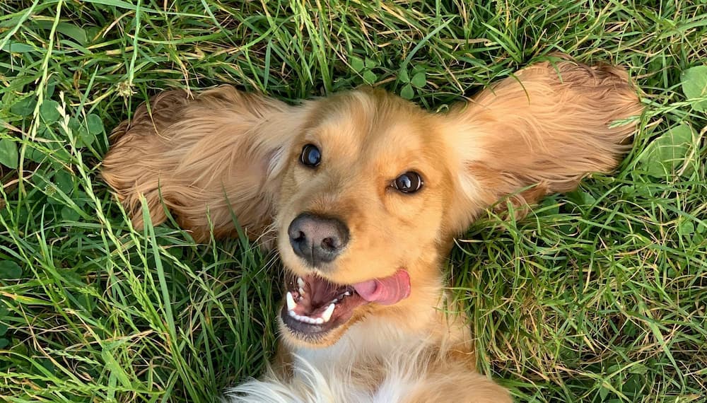 A brown dog lies on its back in grass with its ears spread out and mouth open, appearing to smile with its tongue out.