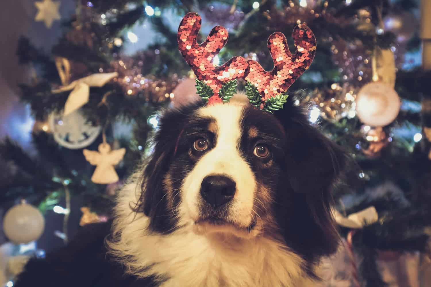 A dog wearing red sequin antlers sits in front of a decorated Christmas tree with ornaments and lights.