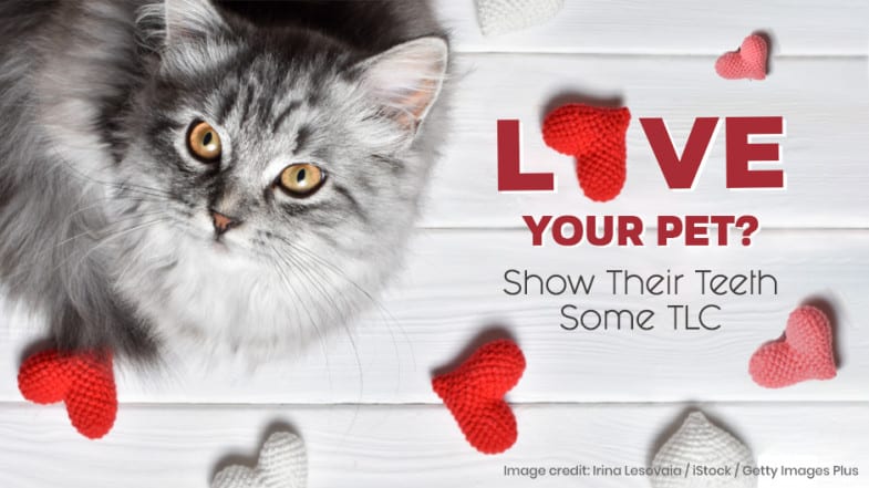 A fluffy gray cat lies on a white wooden surface with red and white heart decorations and text promoting pet dental care.
