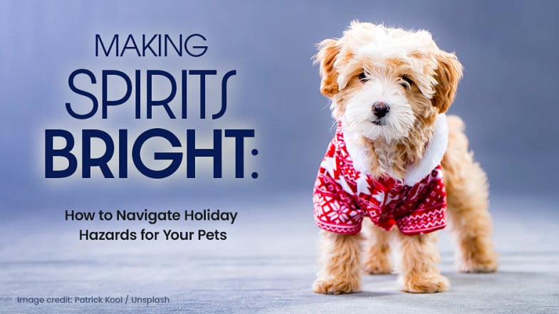 A small dog wearing a red and white holiday sweater stands on a blue surface next to text about navigating holiday hazards for pets.