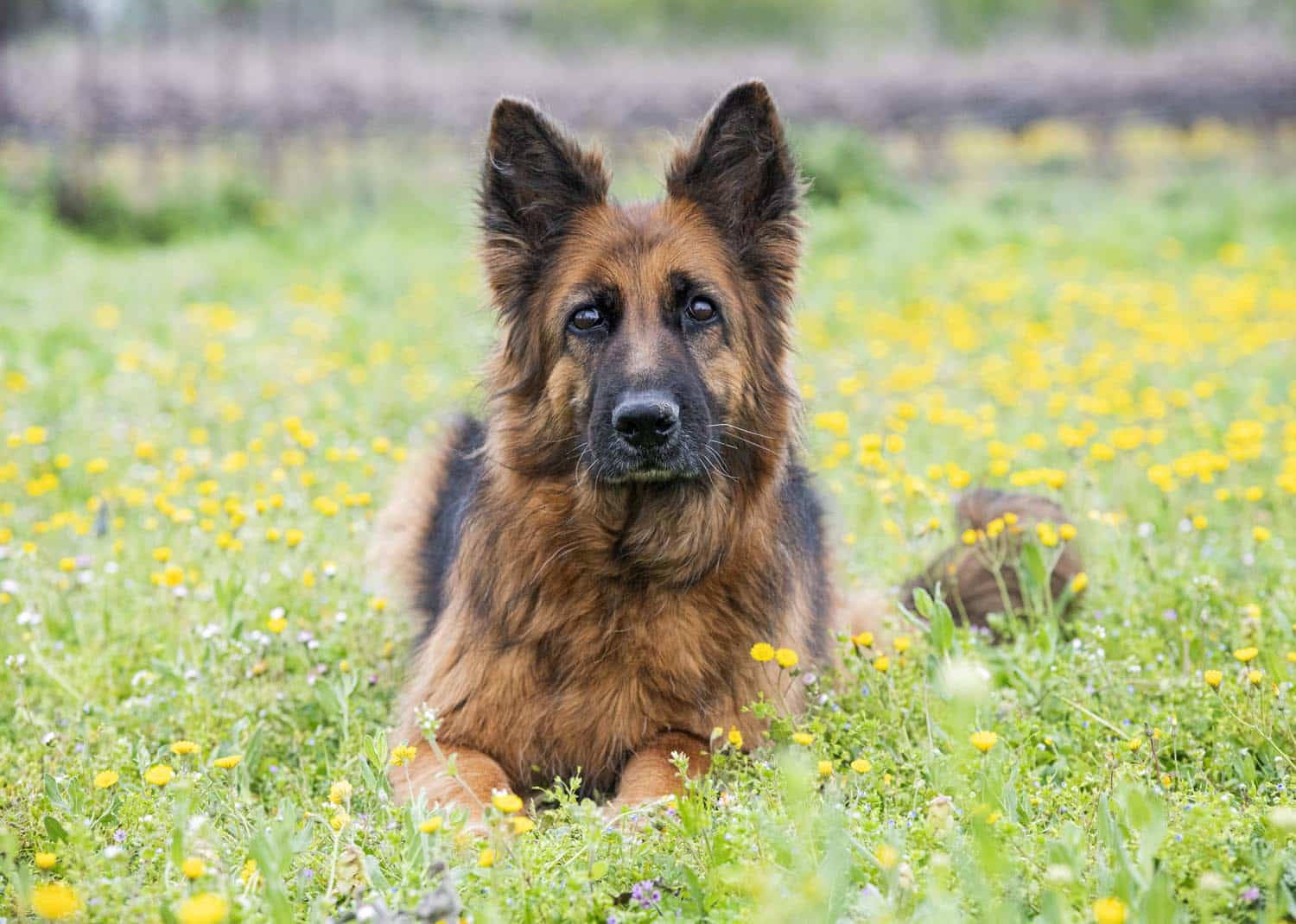 A long-haired German Shepherd dog lies on grass surrounded by small yellow flowers, looking directly at the camera.