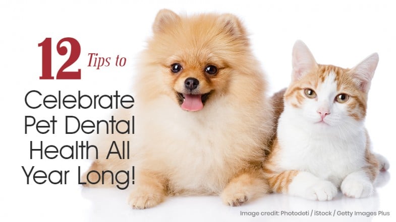 A Pomeranian dog and an orange tabby cat sitting side by side on a white background with text about pet dental health tips.