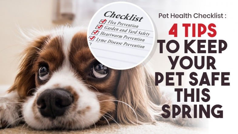A dog lies on the floor next to text about spring pet safety tips, with an inset checklist mentioning flea, garden, heartworm, and Lyme disease prevention.