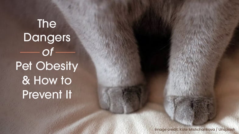 Close-up of an overweight cat's front legs with text: "The dangers of pet obesity & how to prevent it.