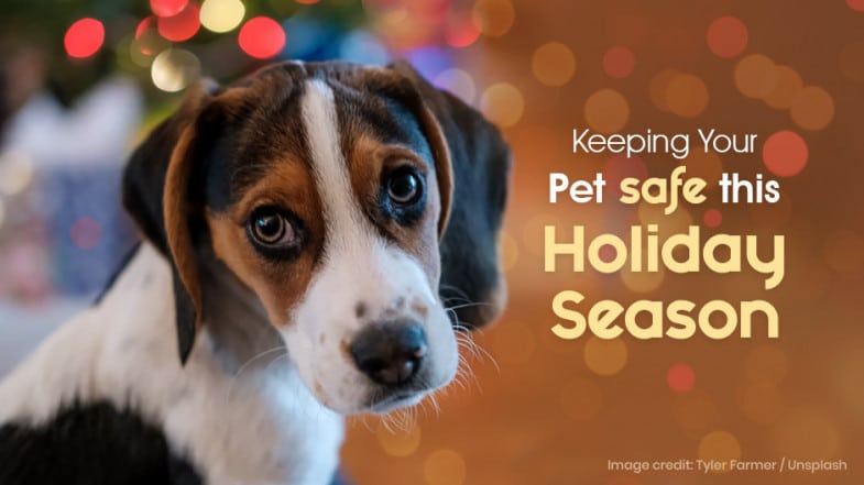 A dog with a concerned expression is shown in front of festive lights, alongside text advising to keep pets safe during the holiday season.