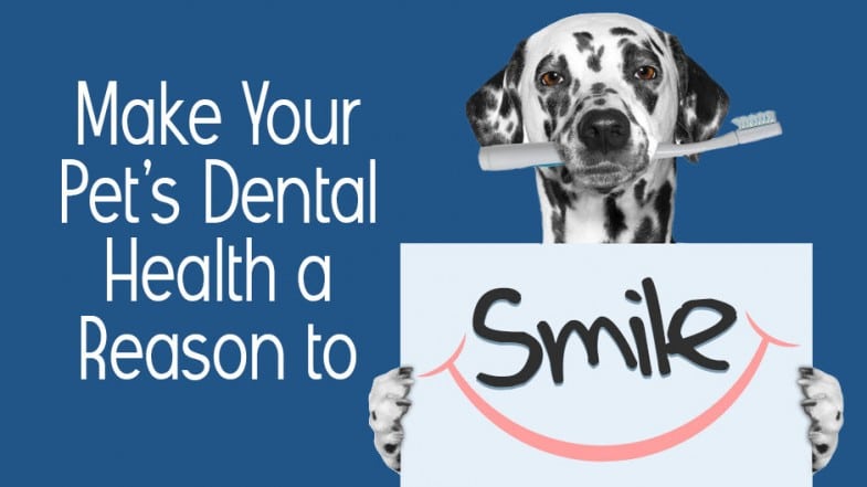A Dalmatian holds a toothbrush in its mouth and a sign with the word "Smile," next to text promoting pet dental health.