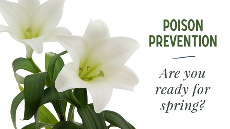 White lilies with green leaves on a white background next to the text “Poison Prevention. Are you ready for spring?”.