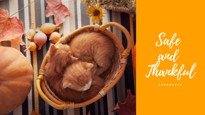 Two orange kittens curled up in a basket on a striped mat with autumn leaves and pumpkins; "Safe and Thankful" text on an orange background.