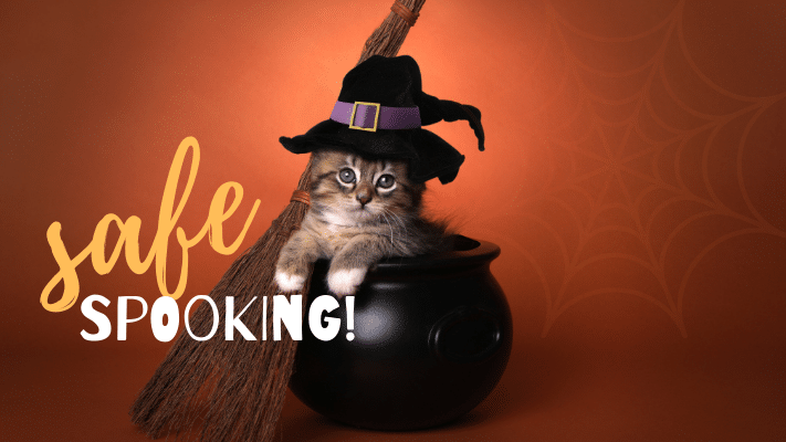 A kitten wearing a witch hat sits in a black cauldron with a broomstick, against an orange background with a spiderweb graphic and the text "safe spooking!.