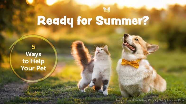 A cat and a dog sit on a grassy path at sunset; text reads “Ready for Summer? 5 Ways to Help Your Pet.” The dog wears a yellow bow tie.