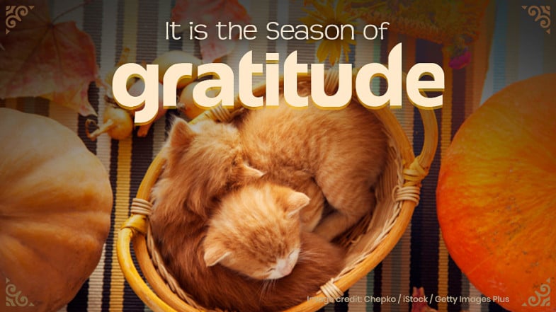 Two orange kittens curled up together in a basket, surrounded by pumpkins and autumn leaves, with the text "It is the Season of gratitude" overlaid.