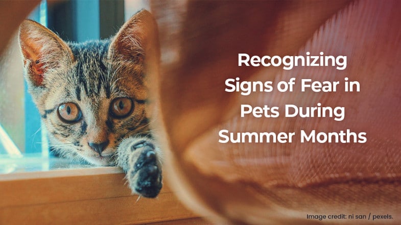 A cat with wide eyes peers through a curtain next to a window; text reads, "Recognizing Signs of Fear in Pets During Summer Months.