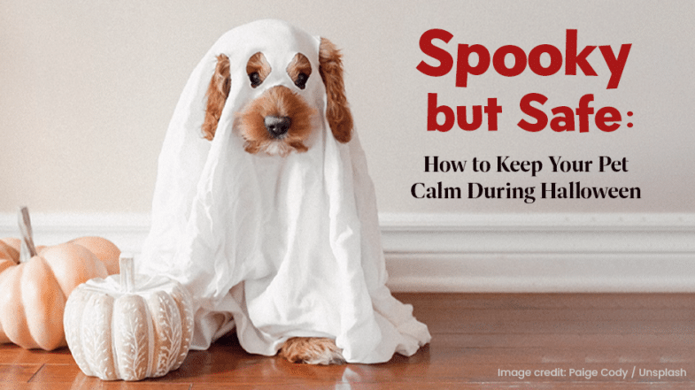 A dog sits on the floor covered in a white sheet resembling a ghost, next to two pumpkins. Text reads: "Spooky but Safe: How to Keep Your Pet Calm During Halloween.