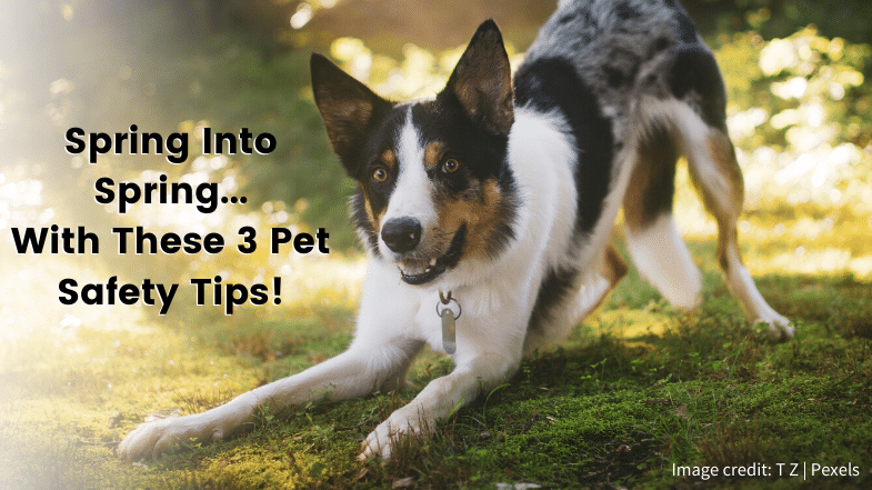 A black, white, and brown dog play-bows on sunlit grass. Text reads: "Spring Into Spring... With These 3 Pet Safety Tips!" Image credit: T.Z. | Pexels.