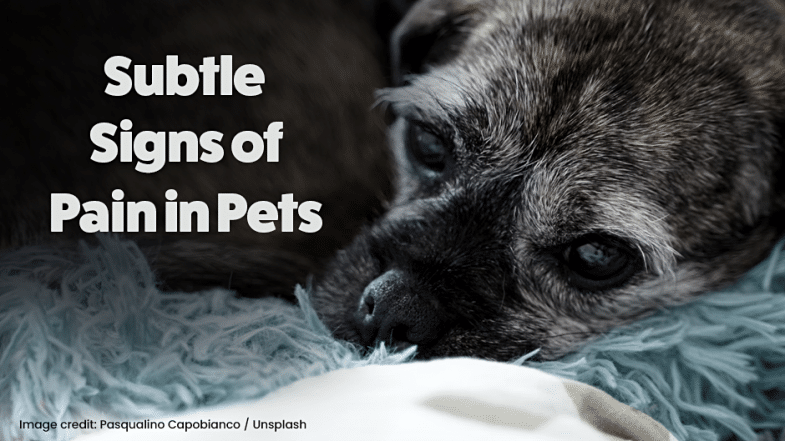 A close-up of a dog lying on a blanket with the text "Subtle Signs of Pain in Pets" overlaid. Image credit: Pasqualino Capobianco / Unsplash.