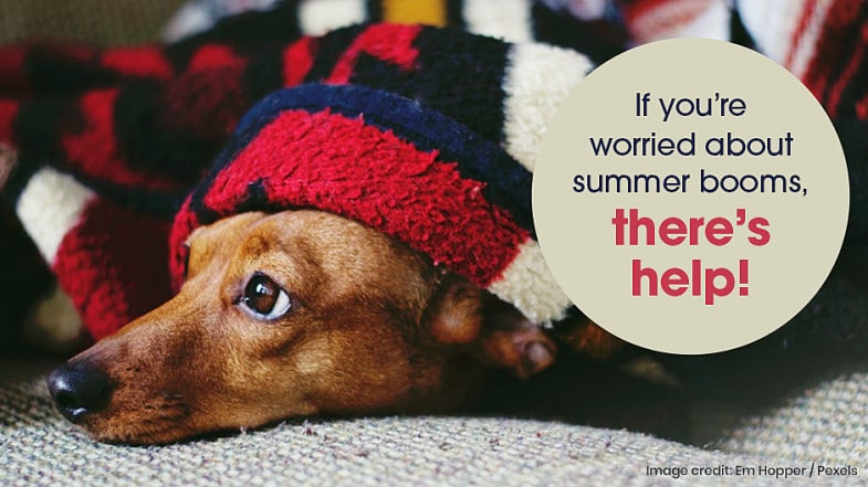 A small brown dog lies on a couch, partially covered by a red and black blanket. A circular text overlay reads: "If you’re worried about summer booms, there’s help!.