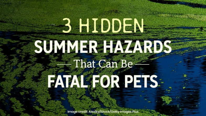Text graphic with a background of green algae on water, stating "3 hidden summer hazards that can be fatal for pets.