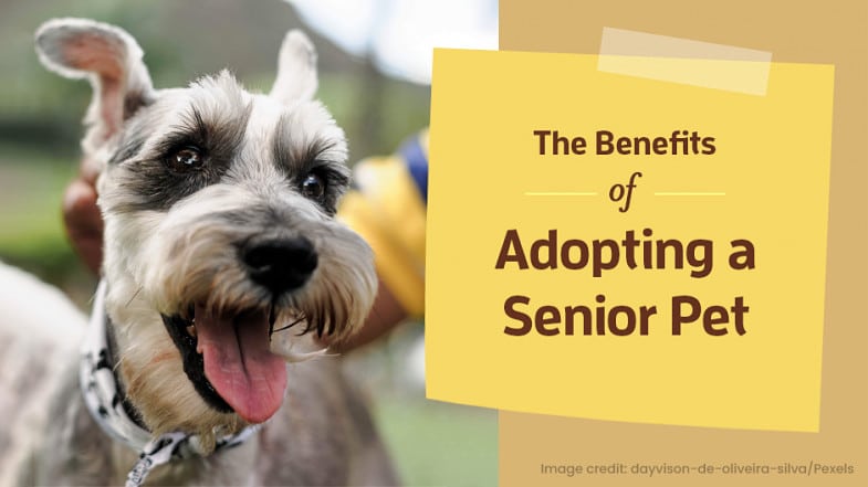 A happy gray and white dog with its tongue out is pictured next to a sign that reads, "The Benefits of Adopting a Senior Pet.