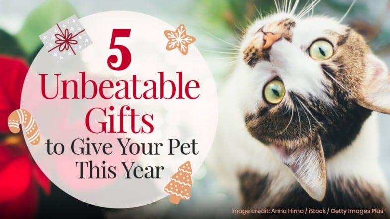 A close-up of a cat with green eyes next to festive graphics and text reading “5 Unbeatable Gifts to Give Your Pet This Year.”.