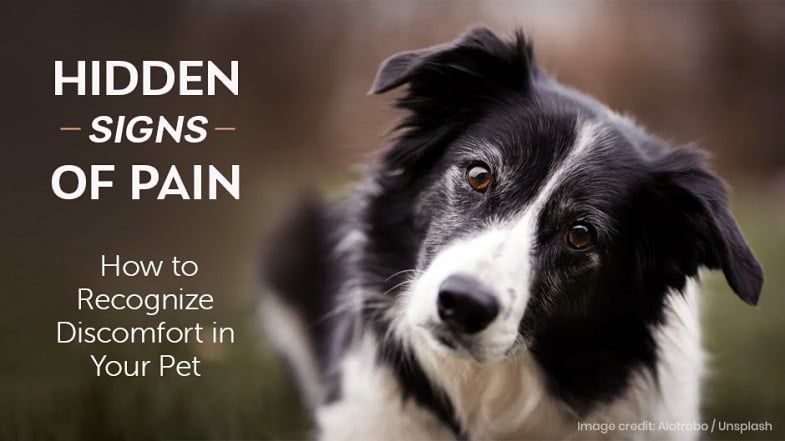A black and white dog tilts its head beside text reading “Hidden Signs of Pain: How to Recognize Discomfort in Your Pet.”.