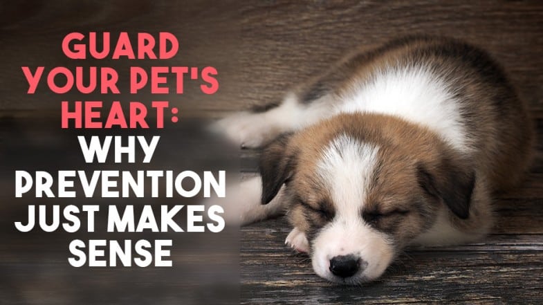 A brown and white puppy sleeps on a wooden floor next to text that reads, "Guard your pet's heart: Why prevention just makes sense.